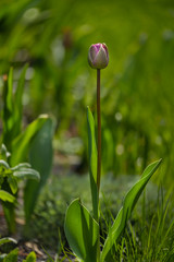 Delicate bud of a tulip on a soft green background. Pink flower of a tulip. A close up of a flower.