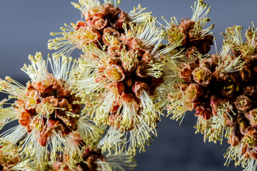 Springtime vegetation in the city park  