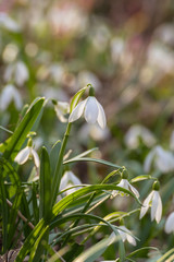 In the spring bloom white snowdrops flowers in the forest