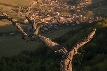 Fototapeta na wymiar Bough of an old death tree high above a village with cobwebs