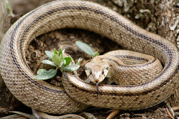 Rhinechis scalaris out of a tree in spring, Spain