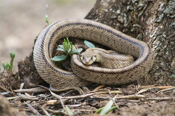 Rhinechis scalaris out of a tree in spring, Spain