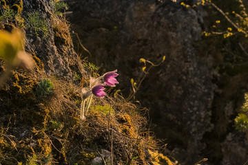 Protected flowers of Pulsatilla in the natural environment.