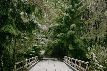 path in the woods