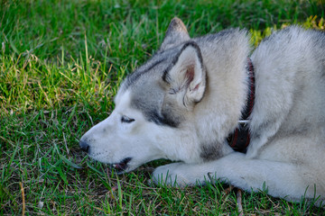 Husky dog is lying on the green grass in the Park.