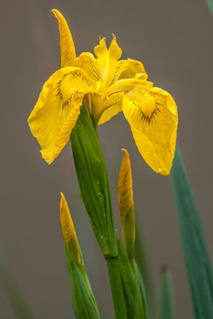 Yellow Flag, Yellow Iris, Water Flag