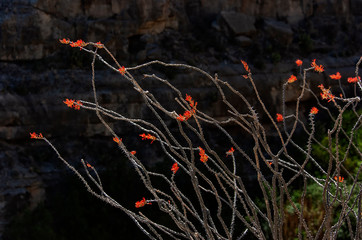 Ocotillo (Fouquieria splendens) blooming in Big Bend NP   Texas  © Tom