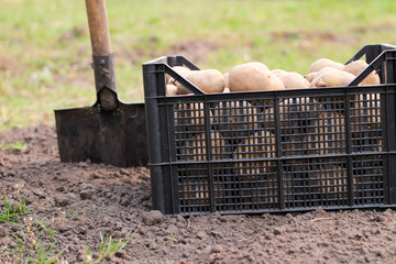 A plastic black box filled with potatoes stands on the ground next to a shovel