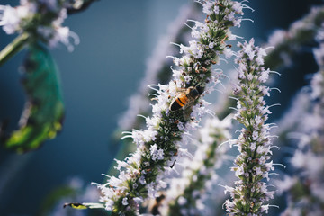 Bee in a plant with blue tones
