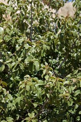 Hollyleaf Cherry, Prunus Ilicifolia Subspecies Ilicifolia, native plant, Pioneertown Mountains Preserve, Southern Mojave Desert.