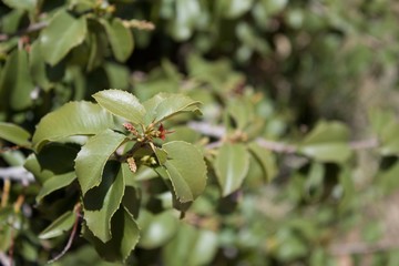 Hollyleaf Cherry, Prunus Ilicifolia Subspecies Ilicifolia, native plant, Pioneertown Mountains Preserve, Southern Mojave Desert.