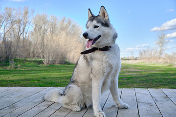 Husky dog sits on wooden platform against background of green grass in Park.