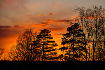 Colorful fiery sunset behind the crowns of trees
