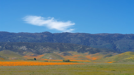 Spring landscape in Antelope Valley in Southern California. Antelope Valley is located near Lancaster and within the Mojave desert. The orange wildflowers are California poppies.