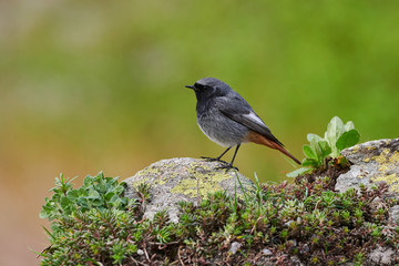 Small bird on a rock