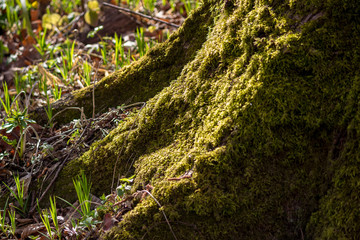 Green moss growing on a tree

