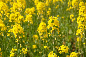 Colza yellow field. Nature. Growing rapeseed in agriculture. Brassica napus.