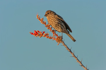 House finch feeding on ocotillo flowers   Big Bend NP   Texas © Tom