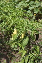 SEVERAL YELLOW PEPPERS, OUTSIDE, GREEN LEAVES