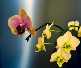 Colorful Orchid branch vivid abstract background