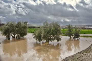 Cultivation of olive trees, flooded by heavy rains, disaster ecological change climate on the...
