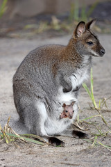 cute wallaby with child sitting in pouch