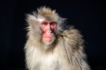 portrait of red faced monkey outdoors