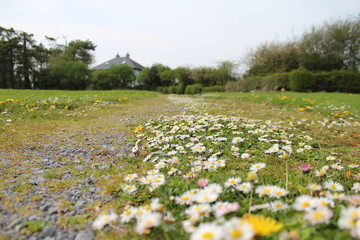Daisy meadow beside a dirt road