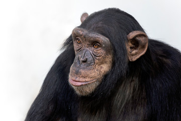 portrait of cute chimpanzee in natural habitat