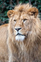 Obraz na płótnie Canvas portrait of young male lion in natural habitat
