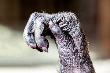 chimpanzees hand, close up shot