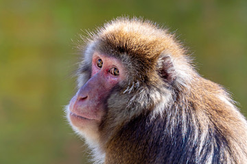 portrait of red faced Japanese monkey outdoors