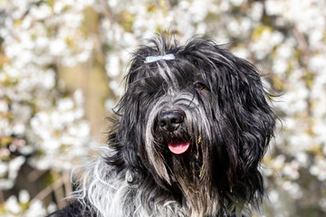 cute furry dog posing at camera outdoors