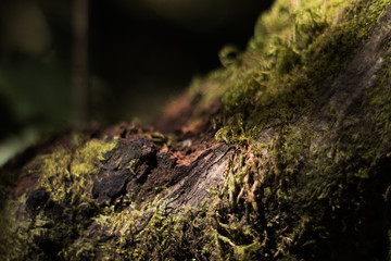 Close up tree in the forest