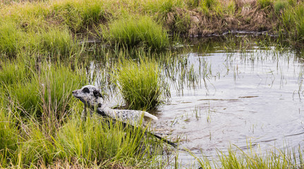 Dog coming out of the pond. Dalmatian holding a leash in his mouth. Tall green grasses.