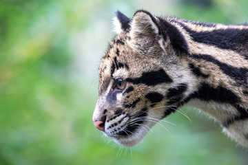 cute clouded leopard, close up portrait