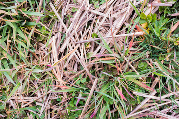 Meadow texture. Dry and young spring grass. Yellow and green grass blades.