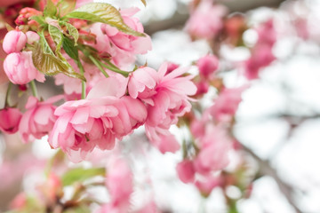 Sakura cherry tree bush pink texture blossom spring flower background
