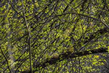 Bright green foliage on a gray ambient background. The beginning of spring vegetation of trees
