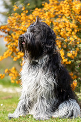 cute furry dog posing at camera outdoors