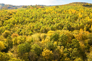Top down aerial view of green and yellow canopies in autumn forest with many fresh trees.
