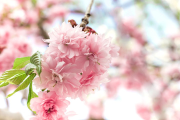 Sakura cherry tree bush pink texture blossom spring flower background
