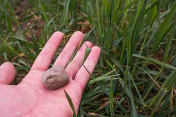 A gray pebble in your hand. Spring green grass. Dry field. Harvesting stones.