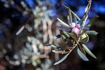 Olives on olive tree at sunset near Jaen, Spain