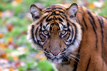 young tiger in outdoor scene looking at camera