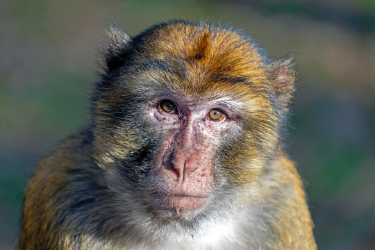 portrait of funny monkey in sunlight outdoors