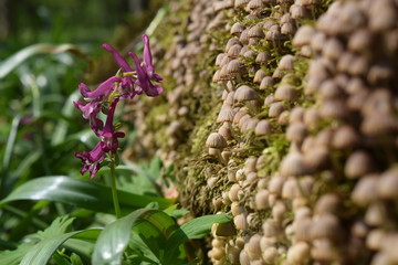 close up of lilac flowers