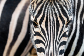 Fototapeta na wymiar cropped shot of zebra, cute animal