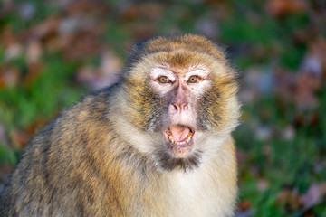 funny monkey sitting in sunlight outdoors