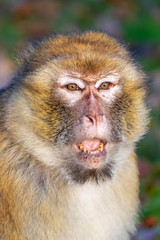 funny monkey sitting in sunlight outdoors